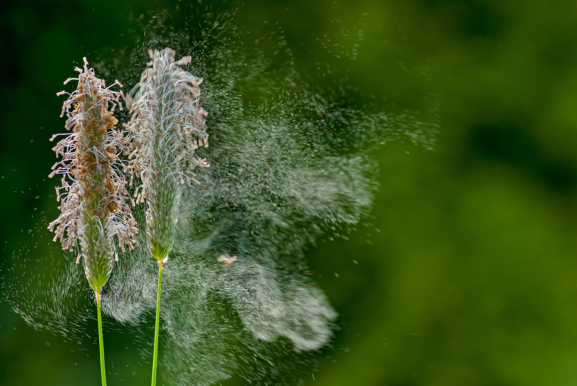 Respiratory & Immunity